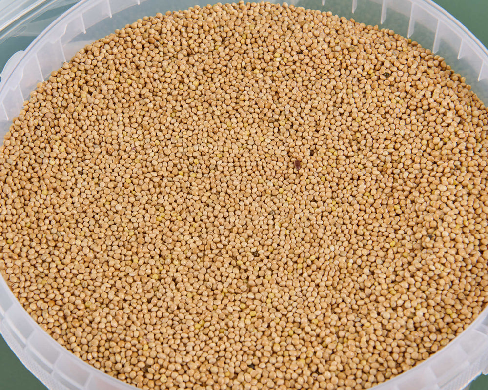 Millet Seeds Uk
