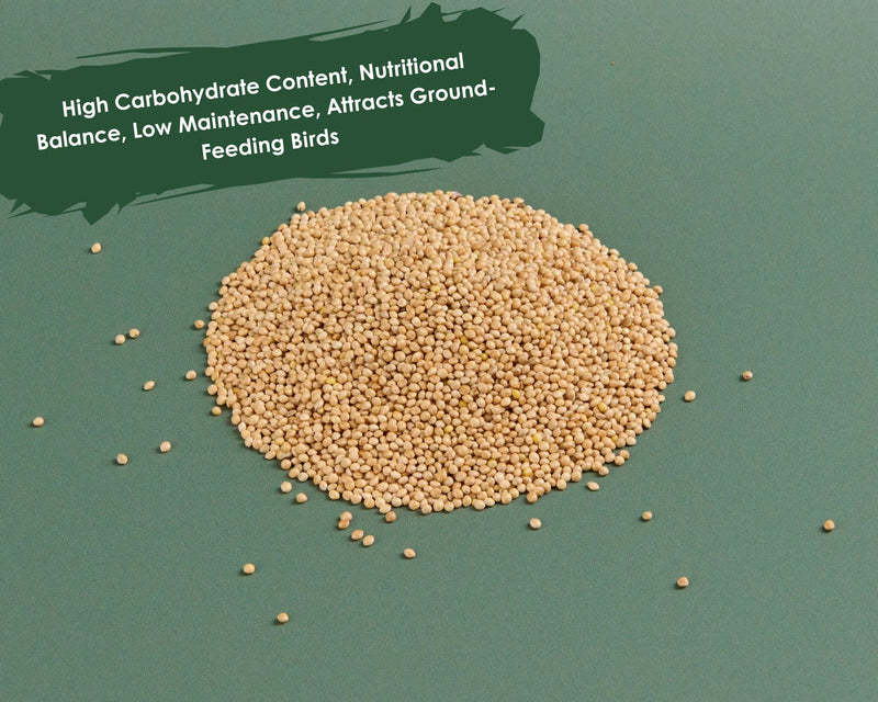 White Millet