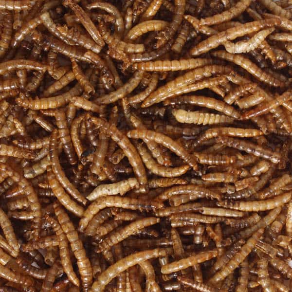 500g Dried Mealworms (Bag)